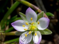 Spergularia media Tygelsjö ängar, Malmö, Skåne, Sweden 20150730_0027