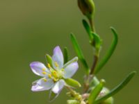 Spergularia media Tygelsjö ängar, Malmö, Skåne, Sweden 20150730_0032