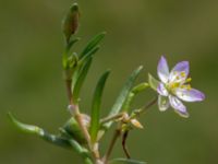 Spergularia media Tygelsjö ängar, Malmö, Skåne, Sweden 20150730_0035