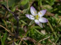 Spergularia media Tygelsjö ängar, Malmö, Skåne, Sweden 20150730_0037