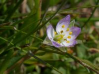 Spergularia media Tygelsjö ängar, Malmö, Skåne, Sweden 20150730_0039