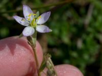 Spergularia media Tygelsjö ängar, Malmö, Skåne, Sweden 20150730_0041