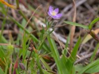 Spergularia rubra Kumleröd, Tågra, Sjöbo, Skåne, Sweden 20160703_0091