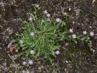 Spergularia rubra Kumleröd, Tågra, Sjöbo, Skåne, Sweden 20160703_0093