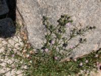 Spergularia rubra Potatisåkern, Malmö, Skåne, Sweden 20190617_2