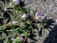 Spergularia rubra Potatisåkern, Malmö.Skåne, Sweden 20150501_0130