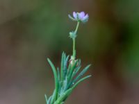 Spergularia rubra Ranseröd, Hässleholm, Skåne, Sweden 20180727_0066