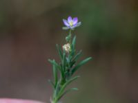 Spergularia rubra Ranseröd, Hässleholm, Skåne, Sweden 20180727_0067