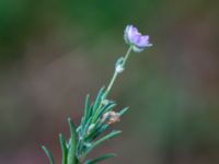 Spergularia rubra Ranseröd, Hässleholm, Skåne, Sweden 20180727_0068