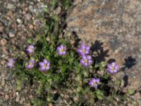 Spergularia rubra Säbyholmsvägen, Landskrona, Skåne, Sweden 20160711_0143