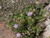 Spergularia rubra Säbyholmsvägen, Landskrona, Skåne, Sweden 20160711_0145