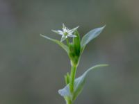 Stellaria alsine 850 m SE Borup, Genarp, Lund, Skåne, Sweden 20180716_0018