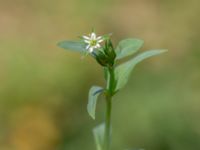 Stellaria alsine 850 m SE Borup, Genarp, Lund, Skåne, Sweden 20180716_0019