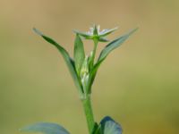 Stellaria alsine 850 m SE Borup, Genarp, Lund, Skåne, Sweden 20180716_0023