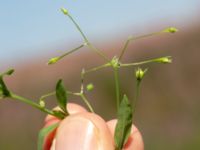 Stellaria alsine 850 m SE Borup, Genarp, Lund, Skåne, Sweden 20180716_0026