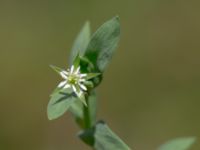 Stellaria alsine 850 m SE Borup, Genarp, Lund, Skåne, Sweden 20180716_0028