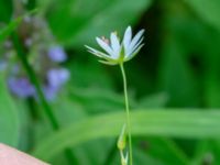 Stellaria palustris 250 m VSV Mölleröd, Hässleholm, Skåne, Sweden 20180826_0121