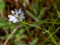 Stellaria palustris Fuktäng, Toarp, Malmö, Skåne, Sweden 20200607_0109