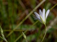 Stellaria palustris Fuktäng, Toarp, Malmö, Skåne, Sweden 20200607_0112