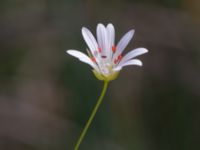 Stellaria palustris Fuktängen, Toarp, Malmö, Skåne, Sweden 20210628_0050