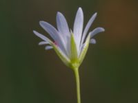 Stellaria palustris Fuktängen, Toarp, Malmö, Skåne, Sweden 20210628_0054