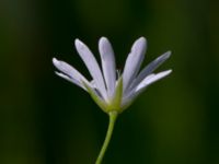 Stellaria palustris Toarpsdammen, Malmö, Skåne, Sweden 20190621_0160