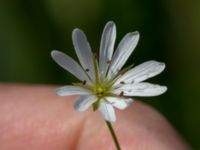 Stellaria palustris Toarpsdammen, Malmö, Skåne, Sweden 20190621_0164