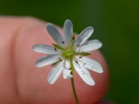 Stellaria palustris Toarpsdammen, Malmö, Skåne, Sweden 20190621_0165