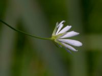 Stellaria palustris Toarpsdammen, Malmö, Skåne, Sweden 20190621_0169