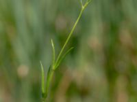 Stellaria palustris Toarpsdammen, Malmö, Skåne, Sweden 20190621_0198