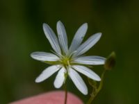 Stellaria palustris Toarpsdammen, Malmö, Skåne, Sweden 20190621_0200