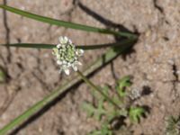 Teesdalia nudicaulis Hällevik, Stenshuvud, Simrishamn, Skåne, Sweden 20160420_0028