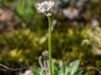 Teesdalia nudicaulis Haväng, Simrishamn, Skåne, Sweden 20150511_0086