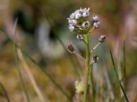 Teesdalia nudicaulis Risen, Genarp, Lund, Skåne, Sweden 20140501_0135