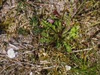 Teesdalia nudicaulis Risen, Genarp, Lund, Skåne, Sweden 20140501_0138