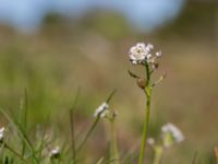 Teesdalia nudicaulis Risen, Genarp, Lund, Skåne, Sweden 20140501_0140