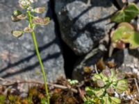 Teesdalia nudicaulis Solviken, Mölle, Höganäs, Skåne, Sweden 20150515_0181