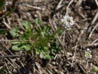 Teesdalia nudicaulis Stenshuvud, Simrishamn, Skåne, Sweden 20150503_0067