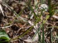 Teesdalia nudicaulis Stenshuvud, Simrishamn, Skåne, Sweden 20150503_0069