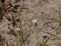 Teesdalia nudicaulis Stenshuvud, Simrishamn, Skåne, Sweden 20170506_0086