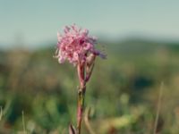 Viscaria alpina Bunnerplatån, Undersåker, Jämtland, Sweden 19800704_21