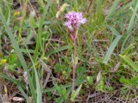 Viscaria alpina var. oelandica Gynge alvar, Mörbylånga, Öland, Sweden 20150606_0130