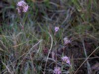 Viscaria alpina var. oelandica Mysinge alvar, Mörbylånga, Öland, Sweden 20150605_0292