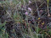 Viscaria alpina var. oelandica Mysinge alvar, Mörbylånga, Öland, Sweden 20150605_0293