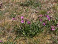 Viscaria vulgaris Beijershamn, Mörbylånga, Öland, Sweden 20170526_0048