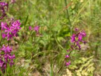 Viscaria vulgaris Flisberget, Ronneby, Blekinge, Sweden 20140608_0123