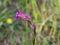 Viscaria vulgaris Listarums grushed, Tomelilla, Skåne, Sweden 20140525_0312