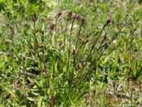 Viscaria vulgaris Solviken, Mölle, Höganäs, Skåne, Sweden 20150515_0064