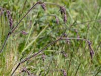 Viscaria vulgaris Solviken, Mölle, Höganäs, Skåne, Sweden 20150515_0218