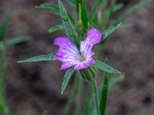 Agrostemma githago - Cockle - Klätt